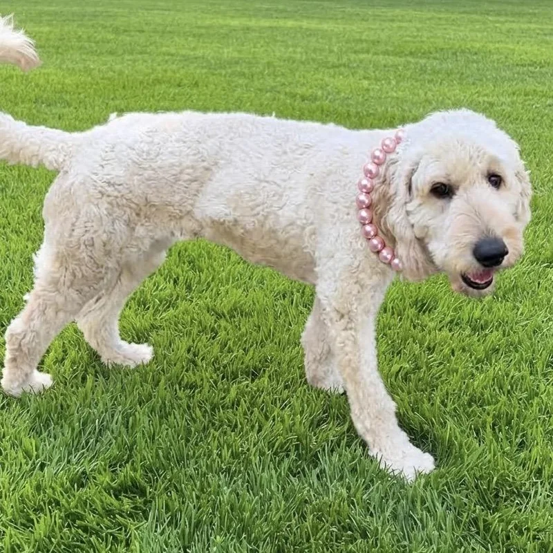 A young medium-sized female Standard Poodle dog named Ms. Daisy for adoption in Las Vegas, NV