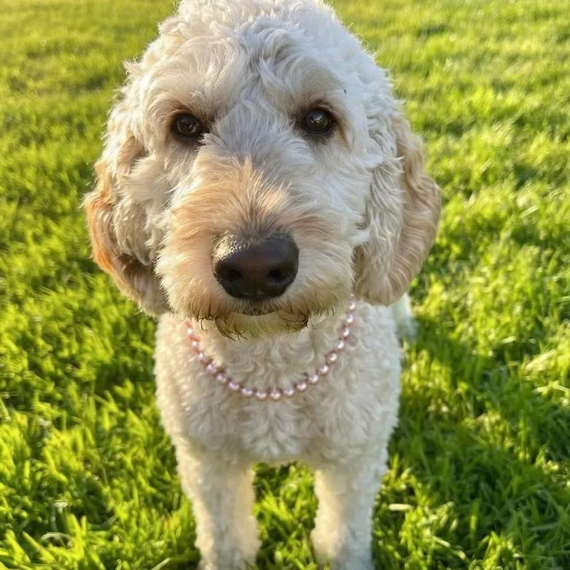 Ms. Daisy thumbnail 3