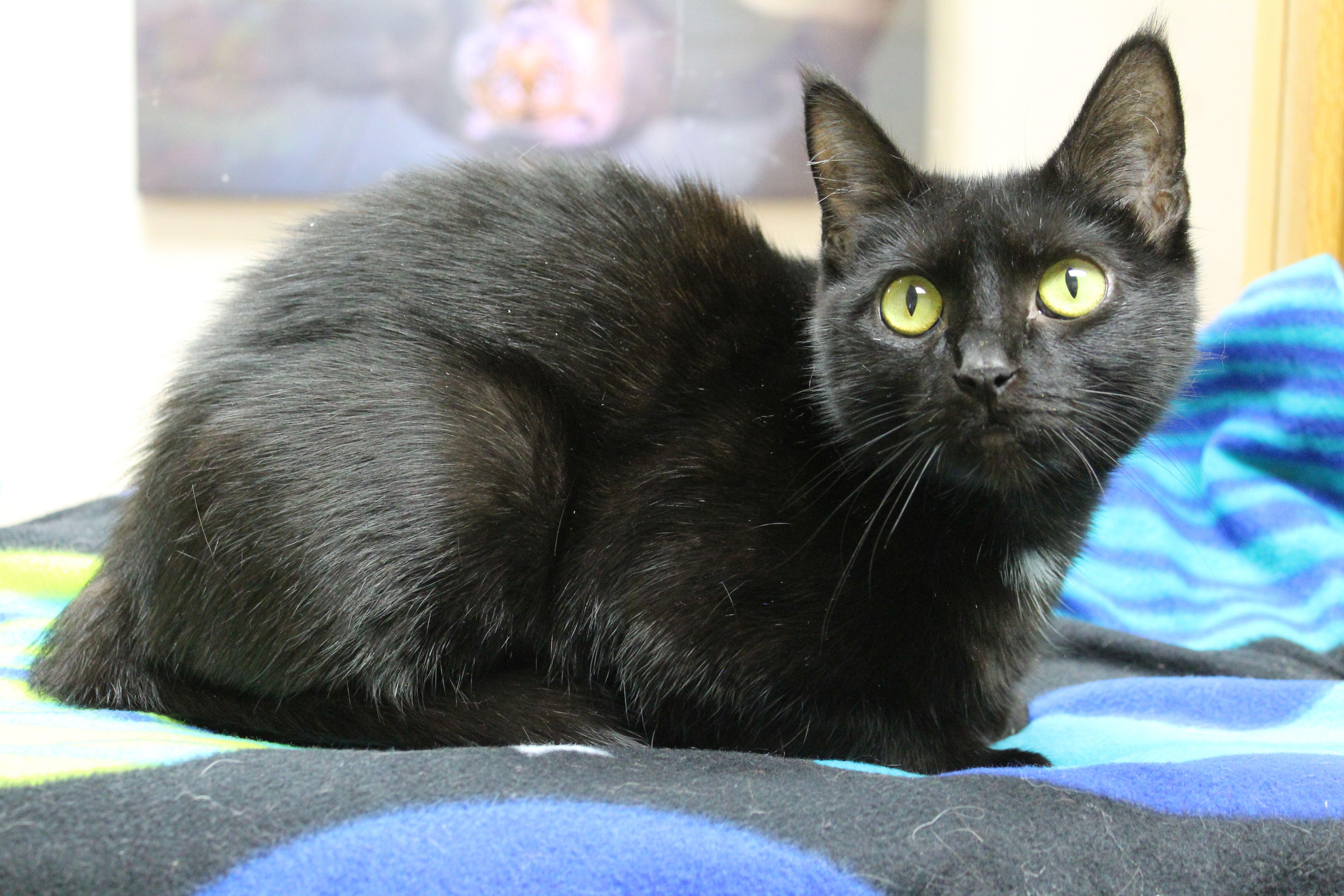 A young medium-sized female Domestic Short Hair cat named Itty Bitty for adoption in Portage, WI