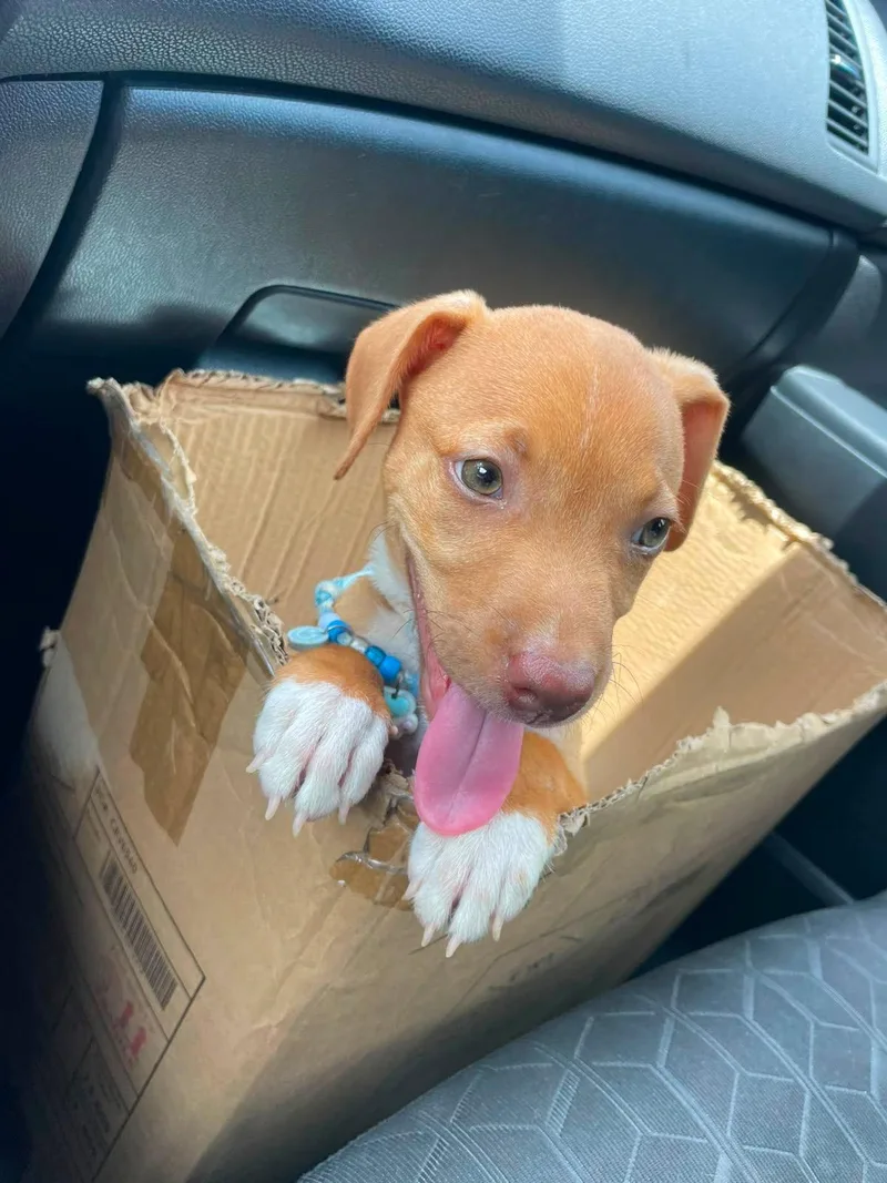 A baby medium-sized male Labrador Retriever dog named Pumpkin for adoption in Caguas, PR