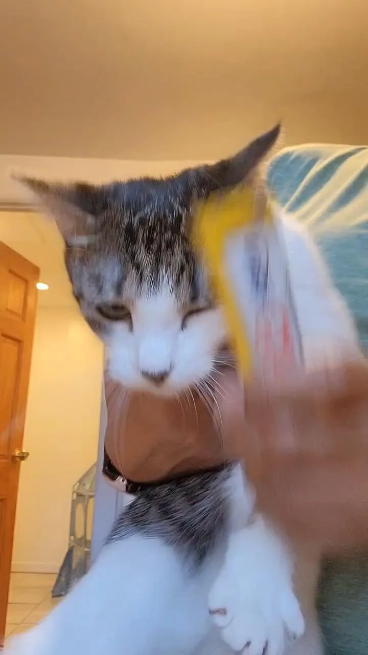 A young small-sized female White Domestic Short Hair cat named Odori for adoption in North Bergen, NJ