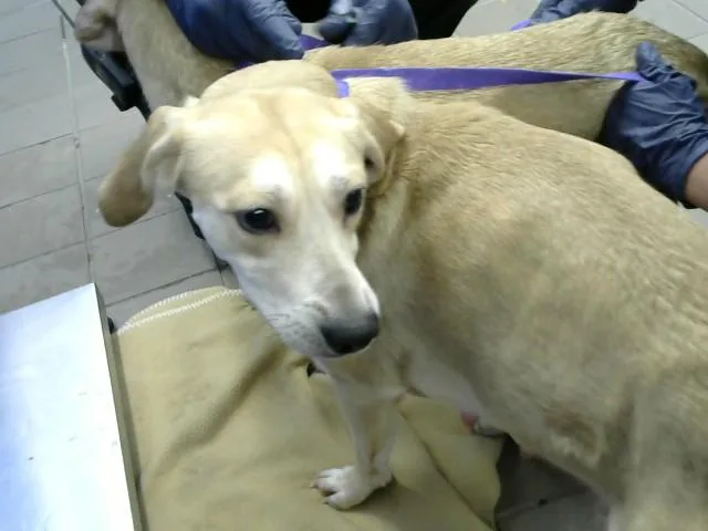 A young medium-sized female Rhodesian Ridgeback dog named Jody for adoption in Albuquerque, NM