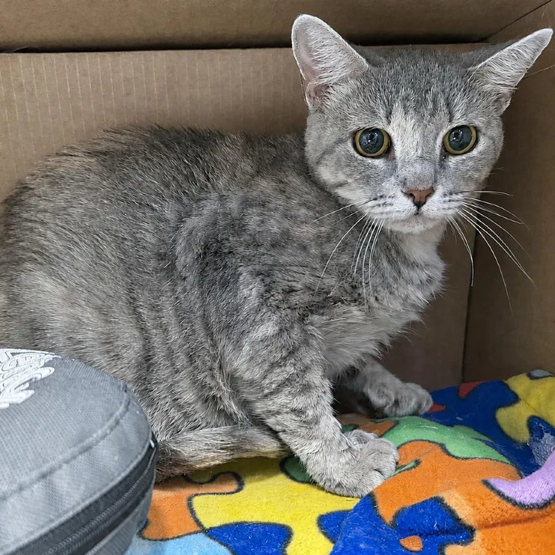 An adult medium-sized female Brown / Chocolate Domestic Short Hair cat named Giddy for adoption in Austin, TX