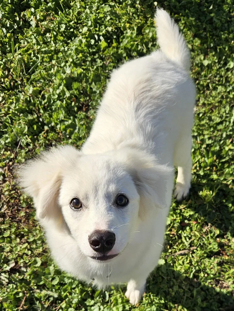 A baby medium-sized male American Eskimo Dog dog named Wyatt of MD for adoption in Randallstown, MD