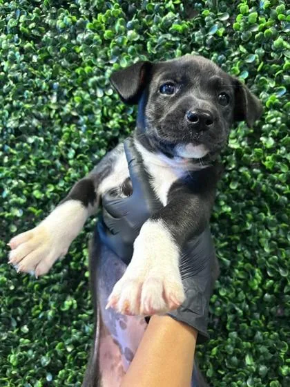A baby small-sized female Black Mixed Breed dog named 61583156 for adoption in El Paso, TX