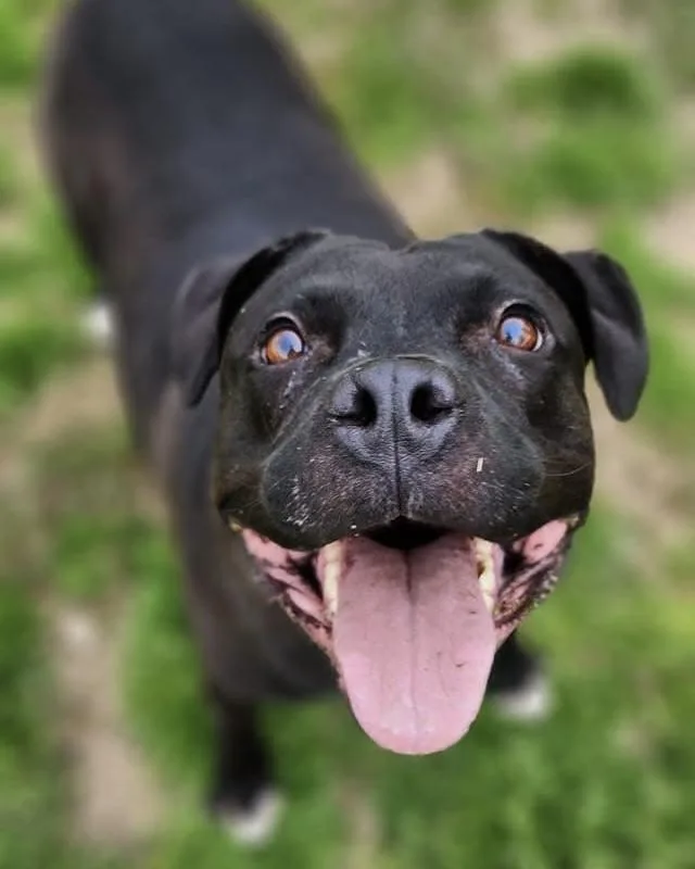 A young medium-sized female Black Mixed Breed dog named Lola for adoption in Tunica, MS