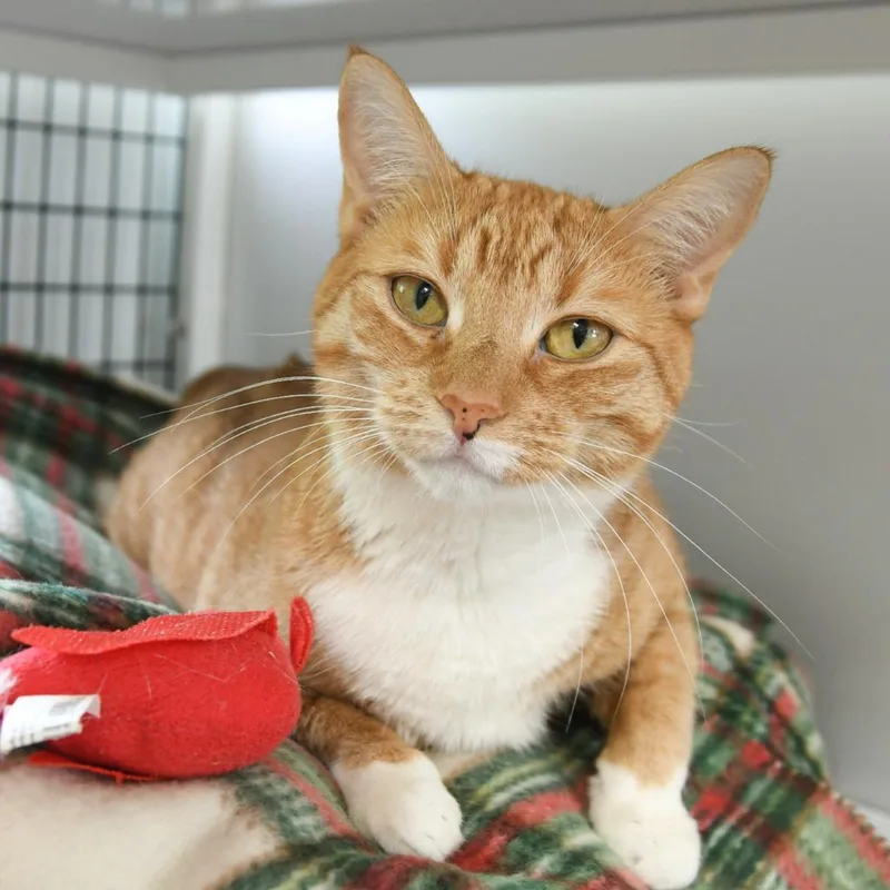 A young large-sized female Domestic Short Hair cat named Valencia for adoption in Ewing, NJ