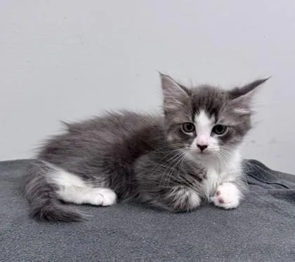A baby small-sized male Gray & White Domestic Short Hair cat named Sabado for adoption in Bishop, GA