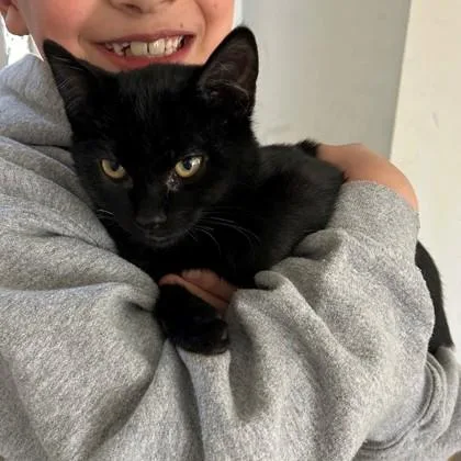 A baby small-sized male Domestic Short Hair cat named Kit Kat for adoption in Wheaton, IL