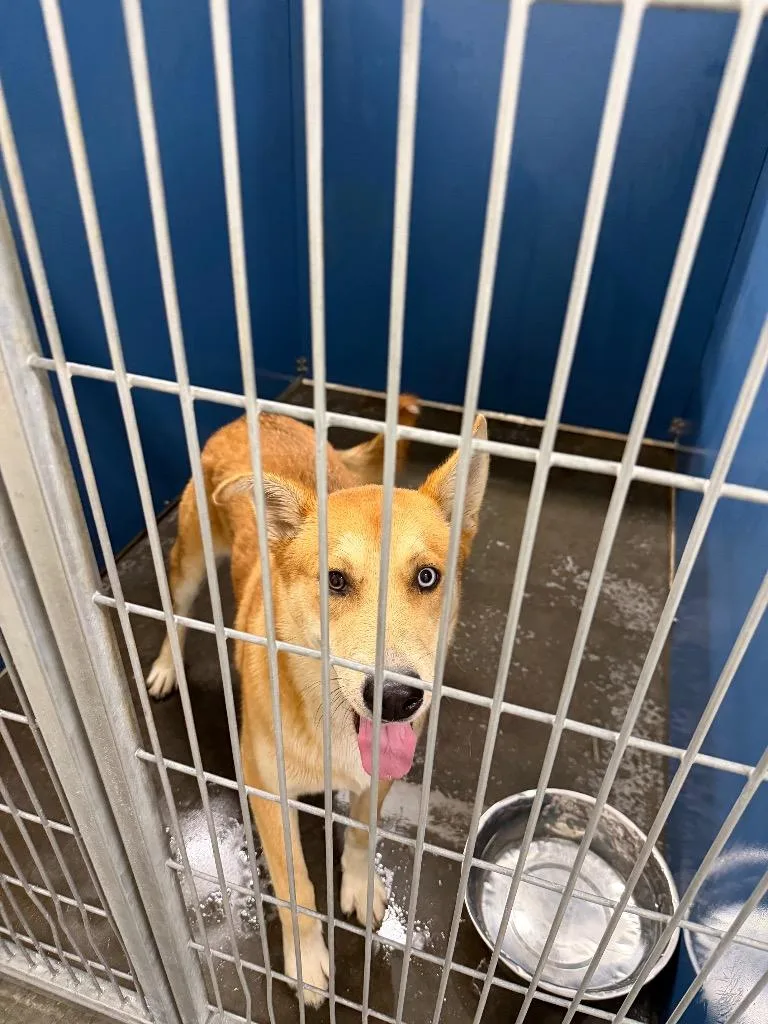 A young large-sized male Mixed Breed dog named Hudson for adoption in Henderson, NC