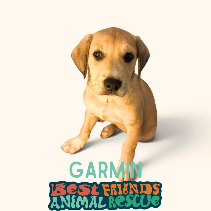 A baby medium-sized male Border Collie dog named Garmin for adoption in Wasilla, AK