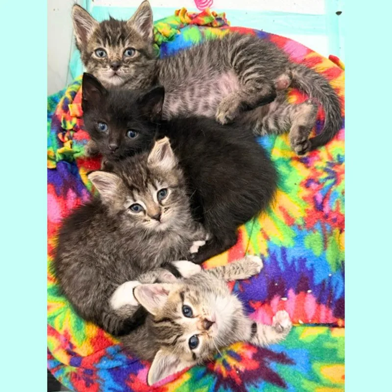A baby small-sized female Brown / Chocolate Domestic Medium Hair cat named Xanadu for adoption in Pleasant Hill, CA