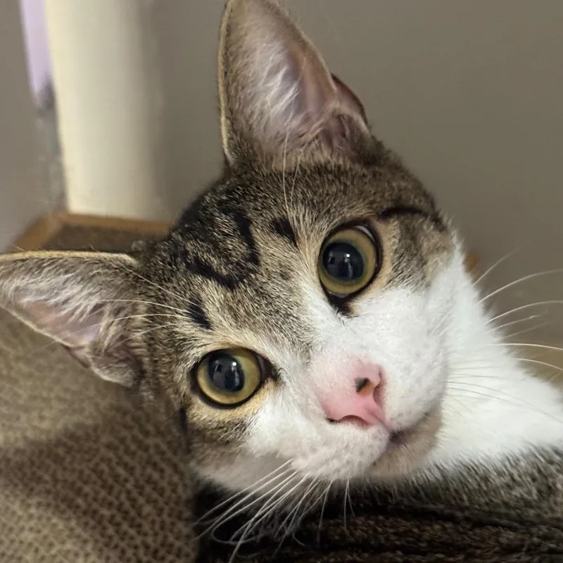 A young small-sized male Gray / Blue / Silver Domestic Short Hair cat named Prince Little Dude for adoption in Decatur, GA