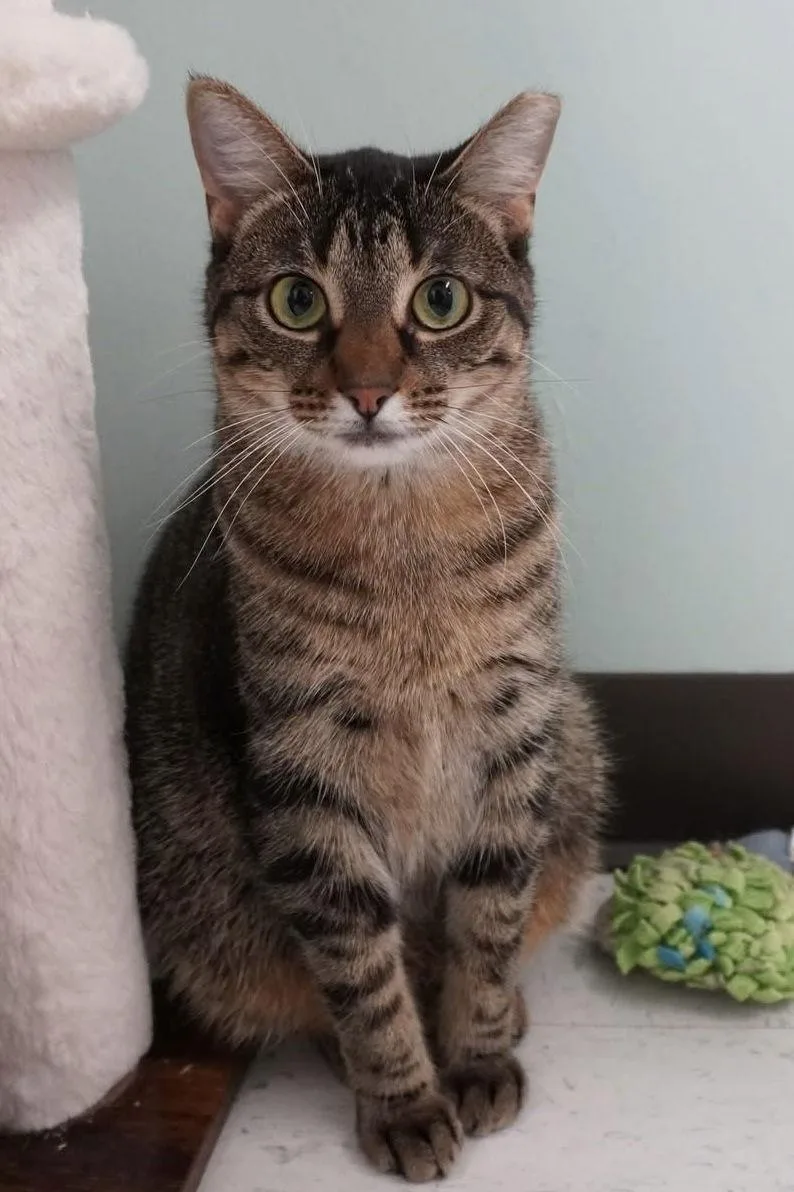 An adult medium-sized female Domestic Short Hair cat named Annie for adoption in Champaign, IL