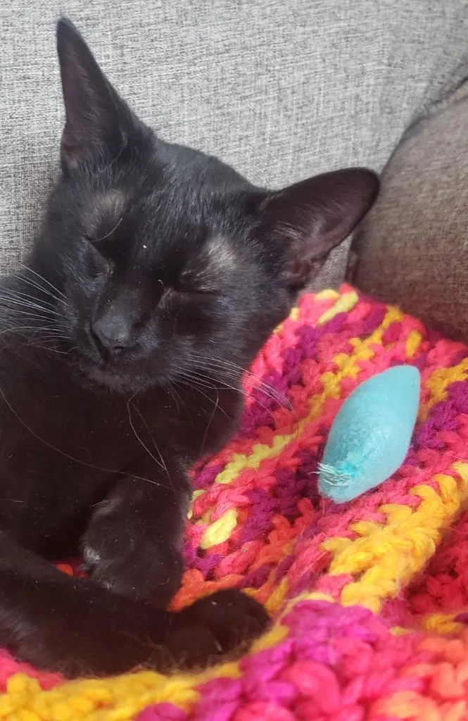 An adult small-sized female Domestic Short Hair cat named Willow for adoption in Ballwin, MO