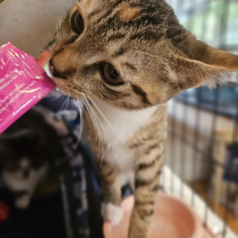 A baby medium-sized female Domestic Short Hair cat named Cj for adoption in Wilmington, NC