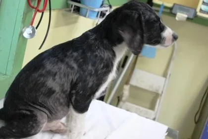 A baby medium-sized male Labrador Retriever dog named Scruffy for adoption in Picayune, MS