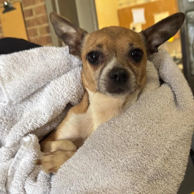 A senior small-sized female Brown / Chocolate Chihuahua dog named Bella for adoption in Birmingham, AL