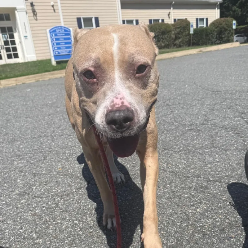 An adult large-sized female Pit Bull Terrier dog named Louise for adoption in Charlottesville, VA