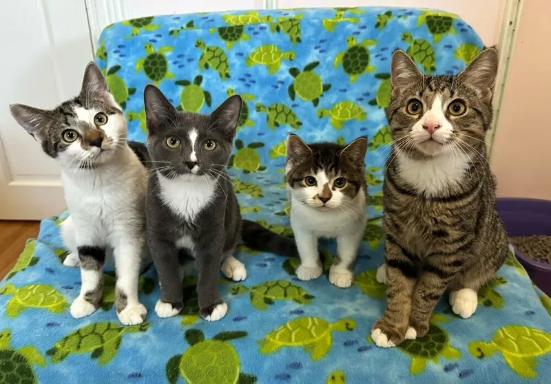 A baby medium-sized female Gray & White Domestic Short Hair cat named Little Bo Peep for adoption in Elmsford, NY