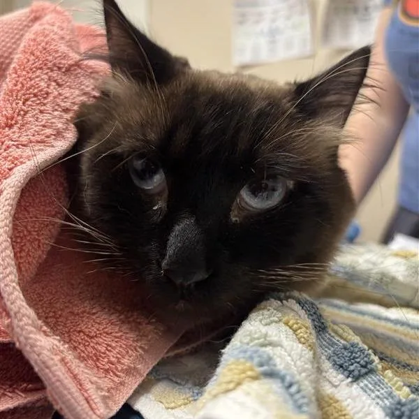 An adult large-sized male Brown / Chocolate Siamese cat named Sailor for adoption in Tempe, AZ