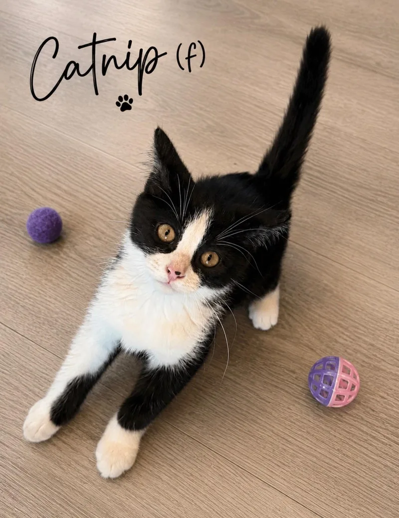 A baby medium-sized female Black Domestic Short Hair cat named Catnip for adoption in Medina, OH