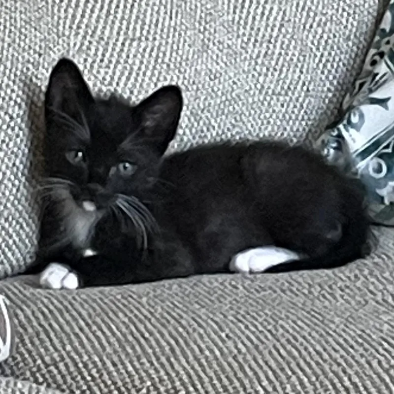 A baby small-sized male Black Domestic Short Hair cat named Visionary Vinny for adoption in Austin, TX