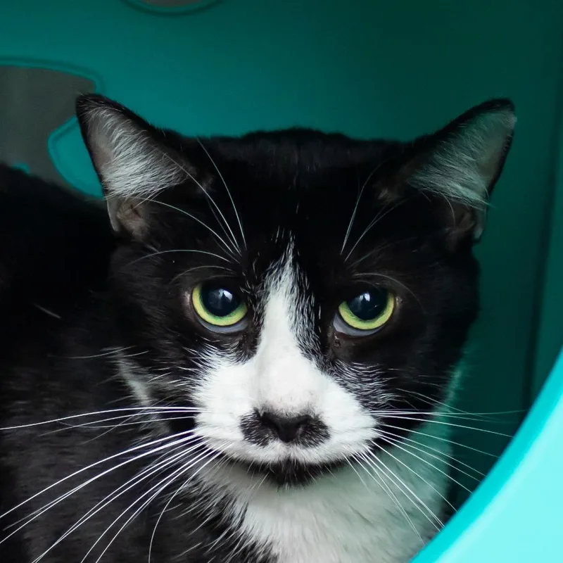 An adult medium-sized female Black Domestic Short Hair cat named Louisa for adoption in Middletown, RI