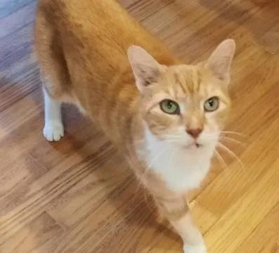 A senior large-sized male Orange & White Domestic Short Hair cat named Timmy for adoption in Dayton, OH