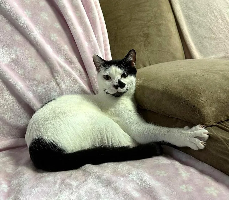 A young medium-sized male Domestic Short Hair cat named Oreo for adoption in Brooklyn, NY