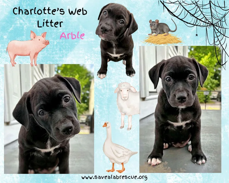 A baby medium-sized female Black Labrador Retriever dog named Charlottes Web Litter for adoption in Middletown, RI
