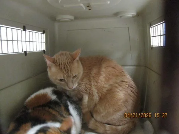 An adult large-sized male Domestic Medium Hair cat named Gizmo for adoption in Marietta, GA