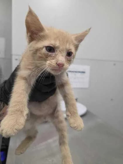 A baby small-sized male Domestic Short Hair cat named Lewis for adoption in Sevierville, TN