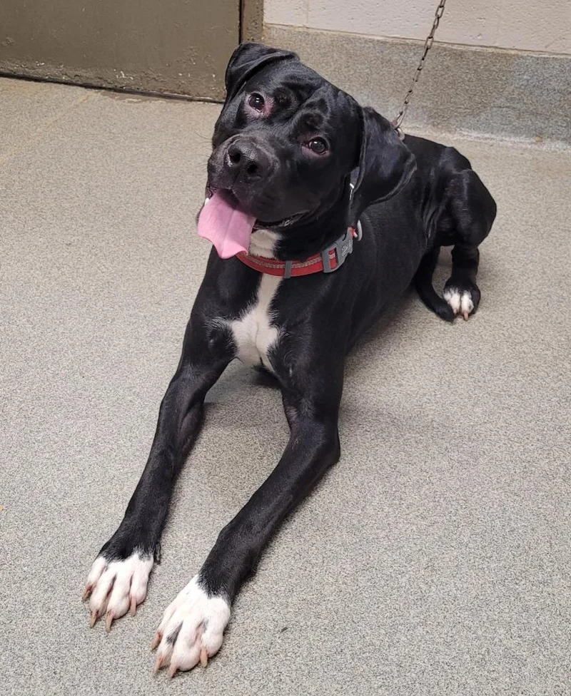 A young large-sized male Boxer dog named Daniel for adoption in Hopkinsville, KY