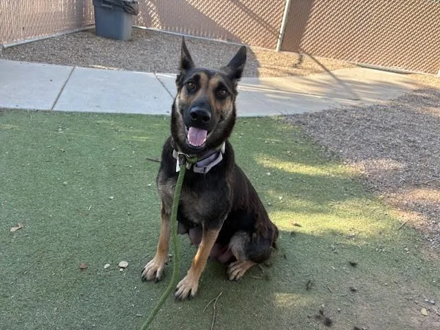 A young large-sized female German Shepherd Dog dog named Greta for adoption in Phoenix, AZ