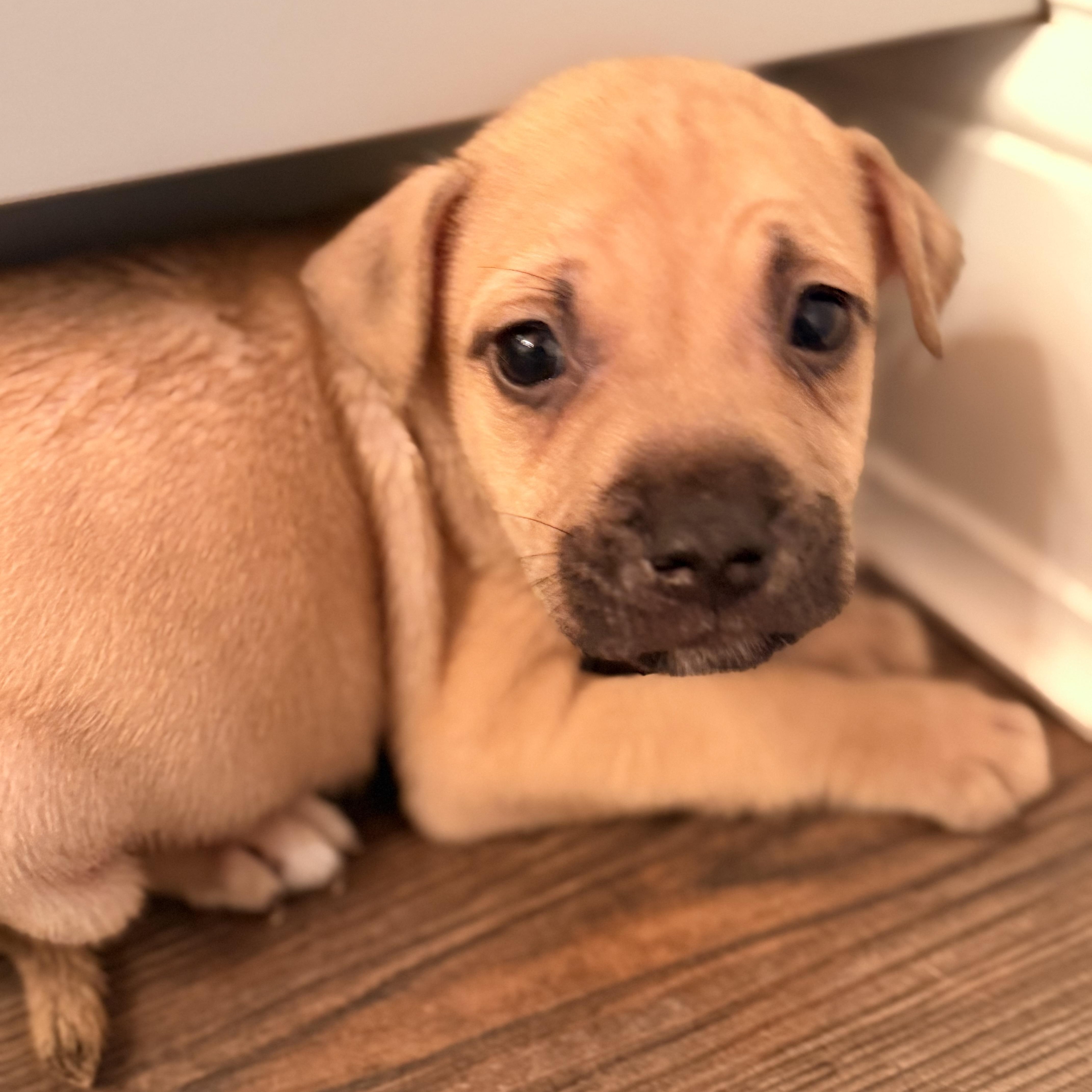 Louie