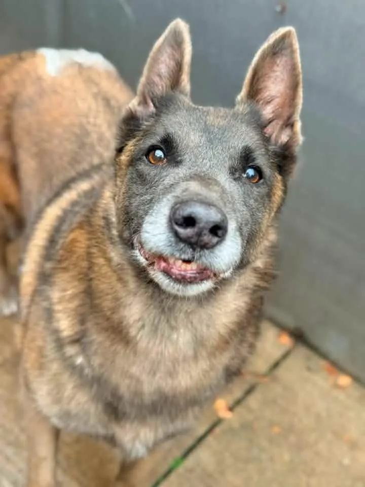 An adult medium-sized female Tricolor (Brown, Black, & White) Belgian Shepherd / Malinois dog named Mabel located in NC for adoption in Imlay City, MI