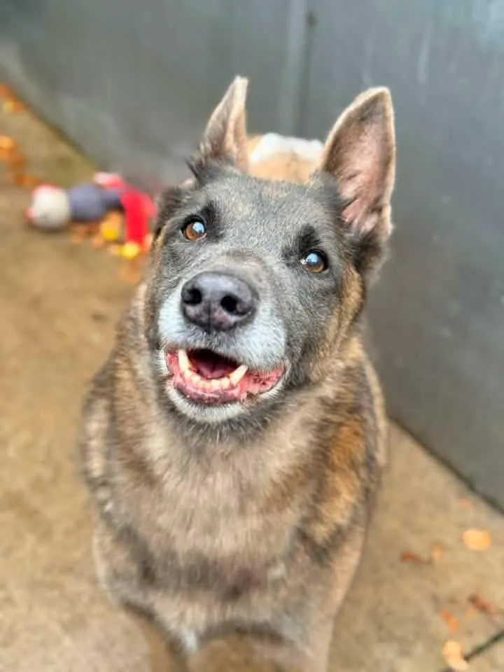 Mabel located in NC thumbnail 4