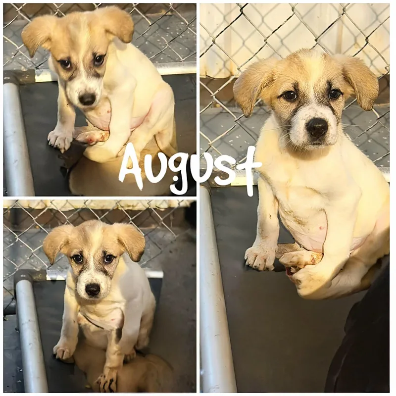 August