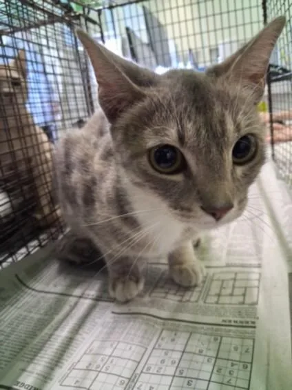 A young large-sized female Domestic Short Hair cat named Mom for adoption in Los Angeles, CA