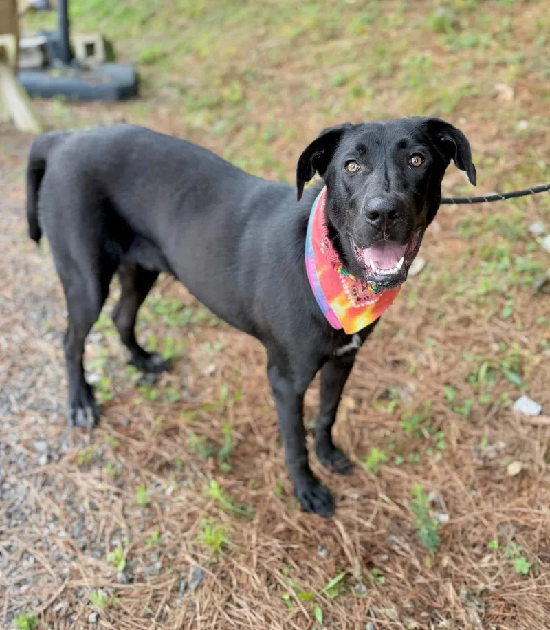 A young large-sized male Labrador Retriever dog named Ace for adoption in Ellijay, GA