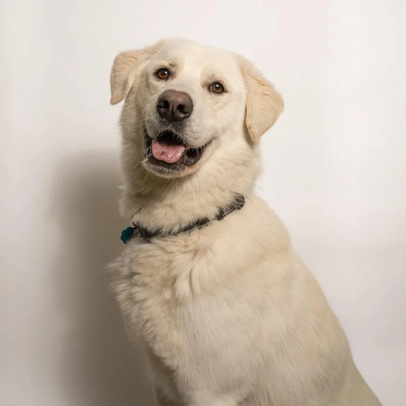 A young large-sized male Great Pyrenees dog named Draxie for adoption in Richardson, TX