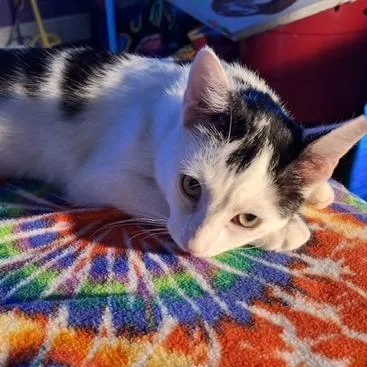 A baby medium-sized male White Domestic Short Hair cat named Marcus for adoption in Jupiter, FL