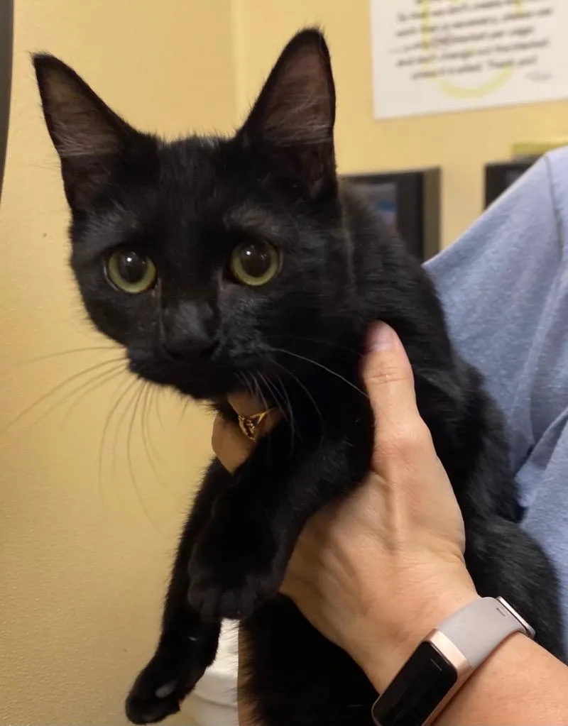 A baby medium-sized male Domestic Short Hair cat named Montana for adoption in Cumming, GA