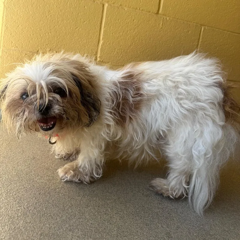An adult small-sized female White / Cream Shih Tzu dog named Tiana for adoption in West Palm Beach, FL