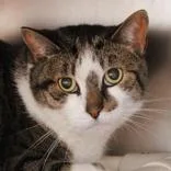 An adult large-sized male Brown / Chocolate Domestic Short Hair cat named Leo for adoption in Hilliard, OH