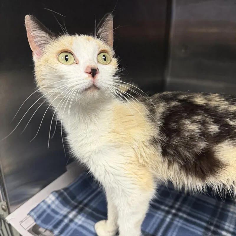 A young medium-sized female Calico Domestic Short Hair cat named Tawny for adoption in Marion, VA