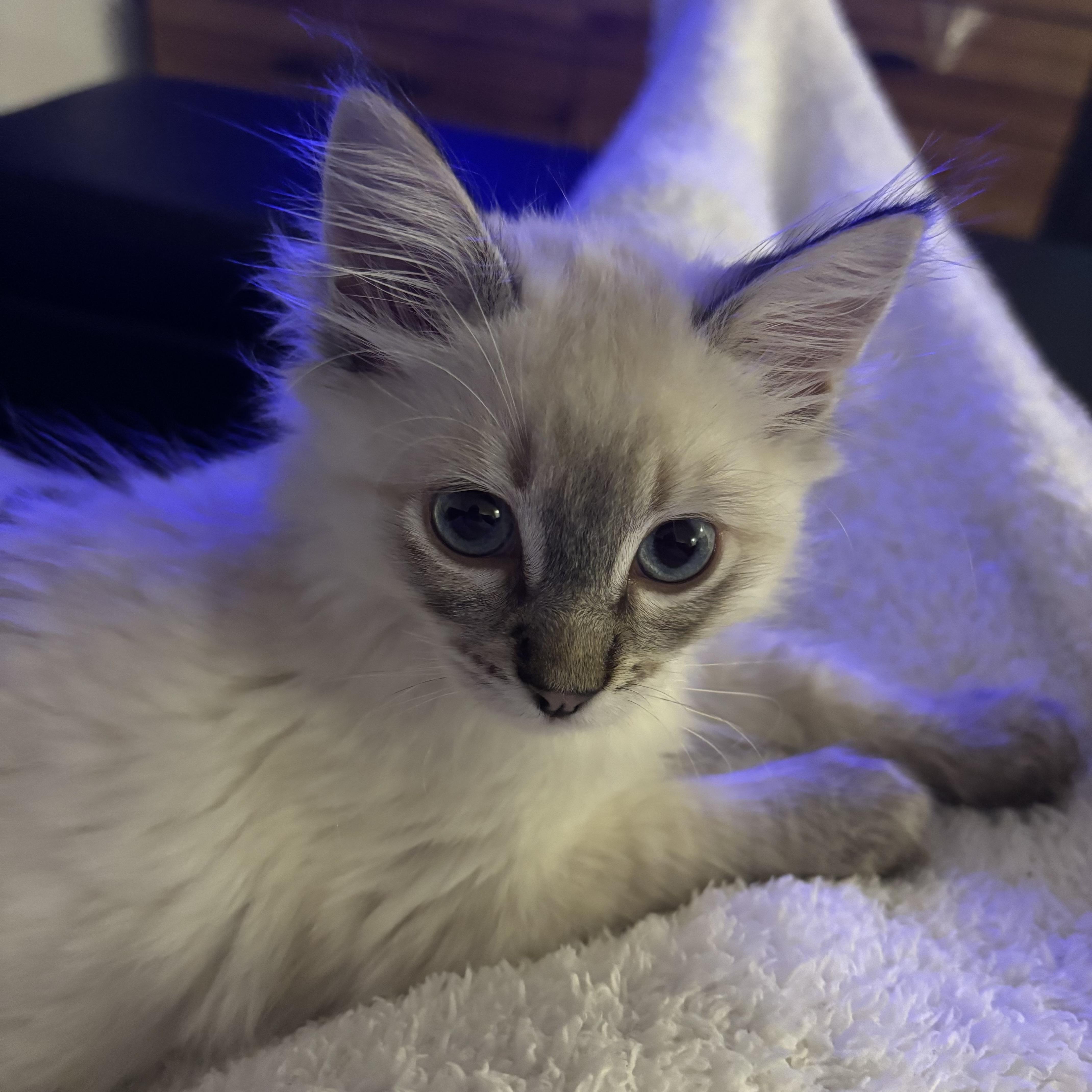 A baby medium-sized male Domestic Long Hair cat named Stanley for adoption in Renton , WA