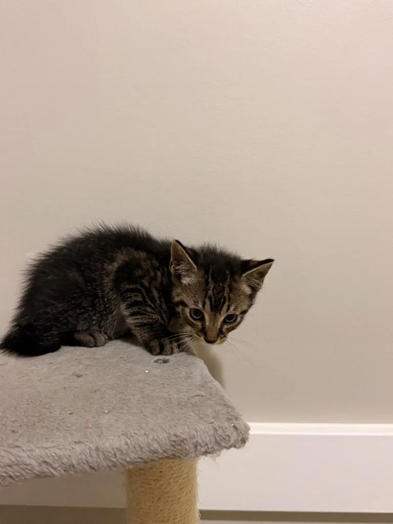 A baby small-sized male Domestic Short Hair cat named Spritz for adoption in Newnan, GA