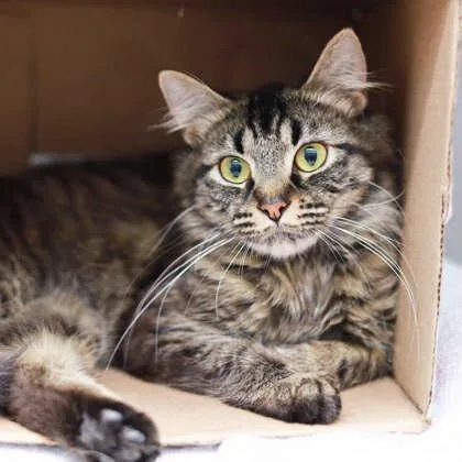 An adult small-sized female Gray / Blue / Silver Domestic Medium Hair cat named Wispy for adoption in Atlanta, GA